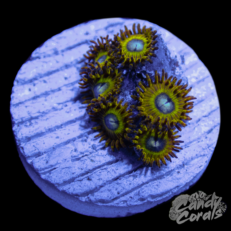 chocoさま bird コーラルエイダーCoral Eider Pikachu Zoanthid Frag Z26 – Candy Corals