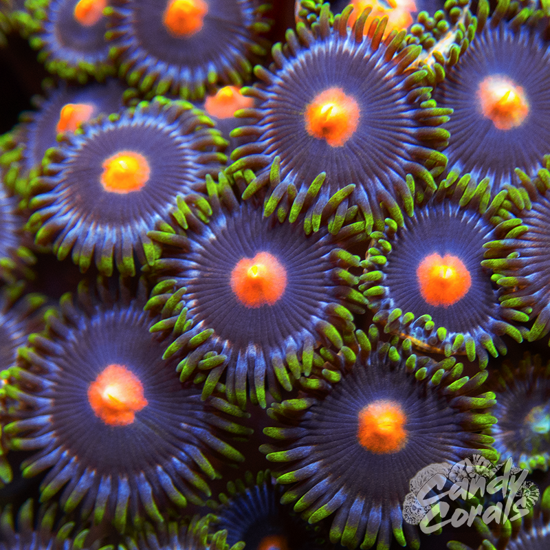 Bird's Eye Zoanthid Frag Z48
