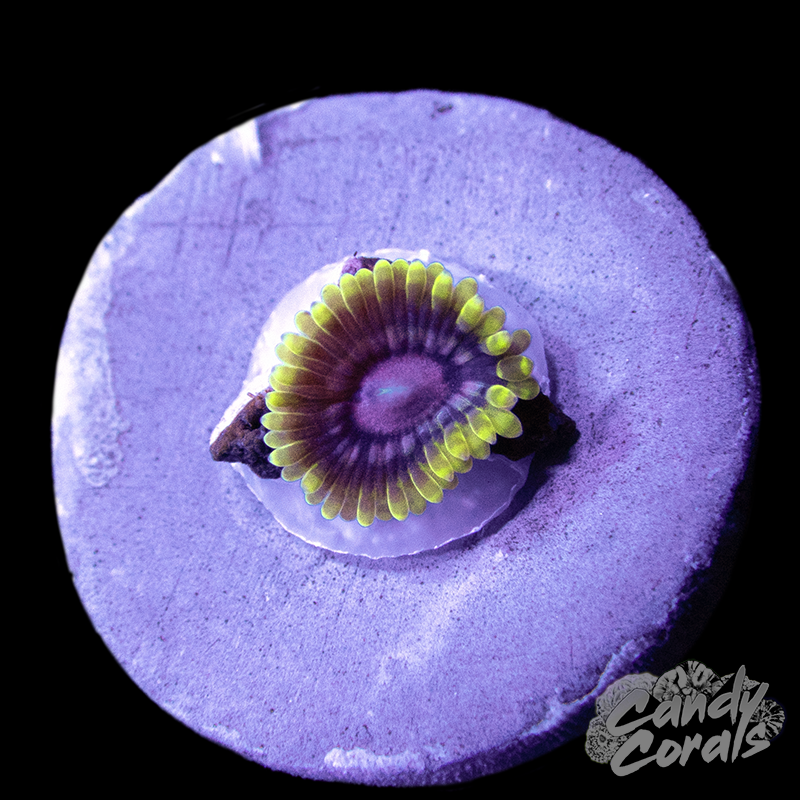 Snozberry Zoanthid Per Polyp Z8