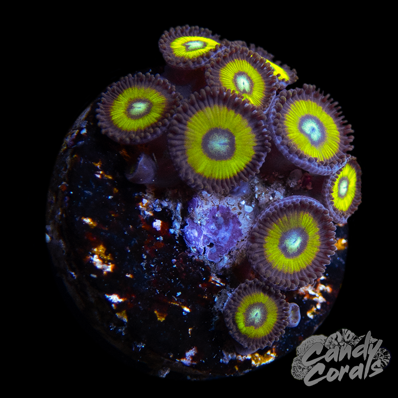 Black Bella Zoanthid Frag Z54