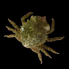 Pithos Crab (Algae Destroyer)
