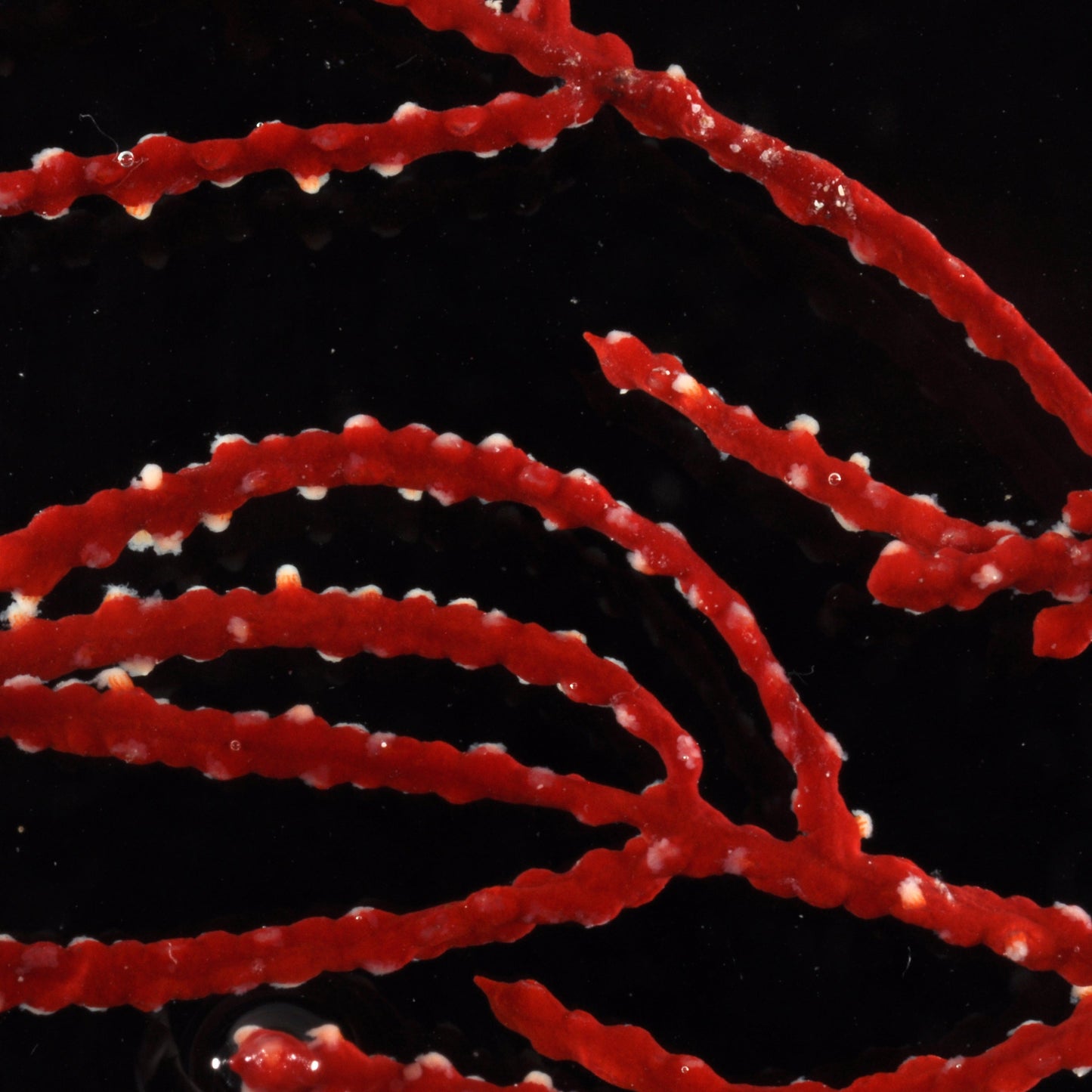 Carmine Sea Whip Gorgonian