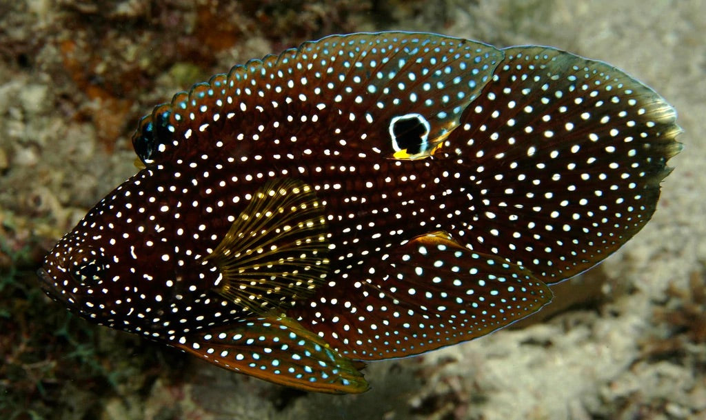 Wild Caught Marine Betta