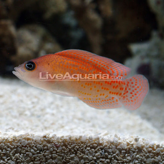 Male Red Spotted Dottyback