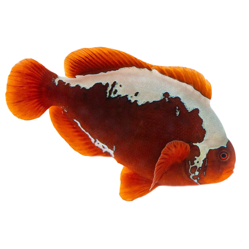 Captive Bred Mohawk Maroon Clownfish