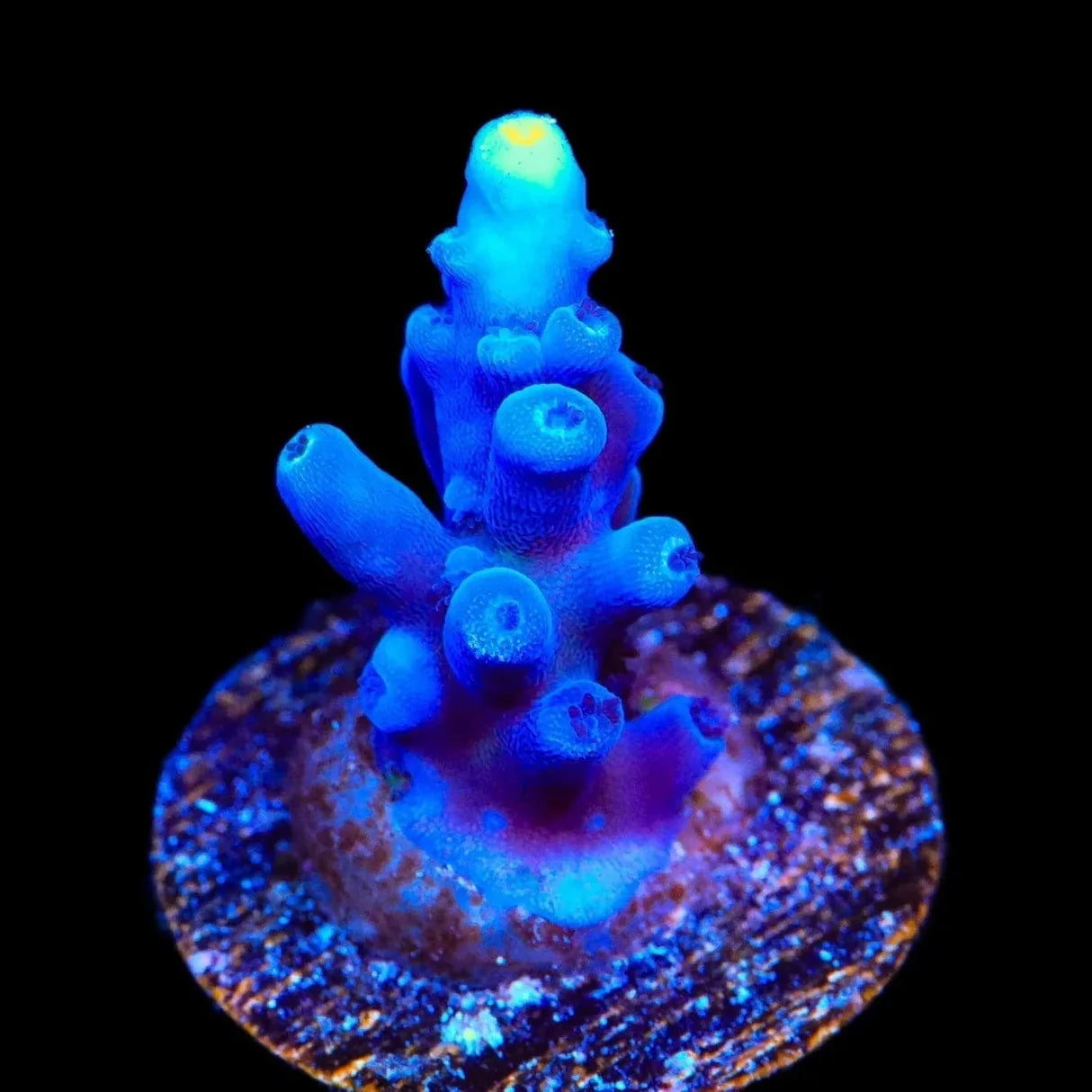 Jake Adams Immortal Acropora Sp. Frag