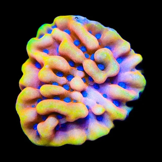 TSA Mango Tango Montipora Sp. Frag M6