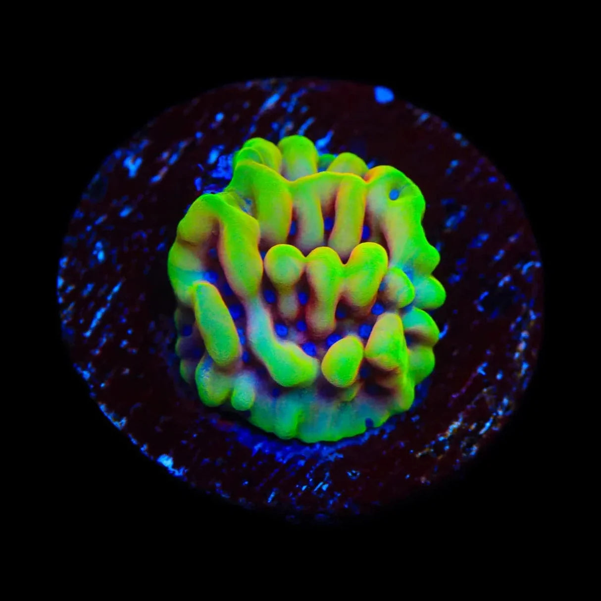 TSA Minions Montipora Sp. Frag M1
