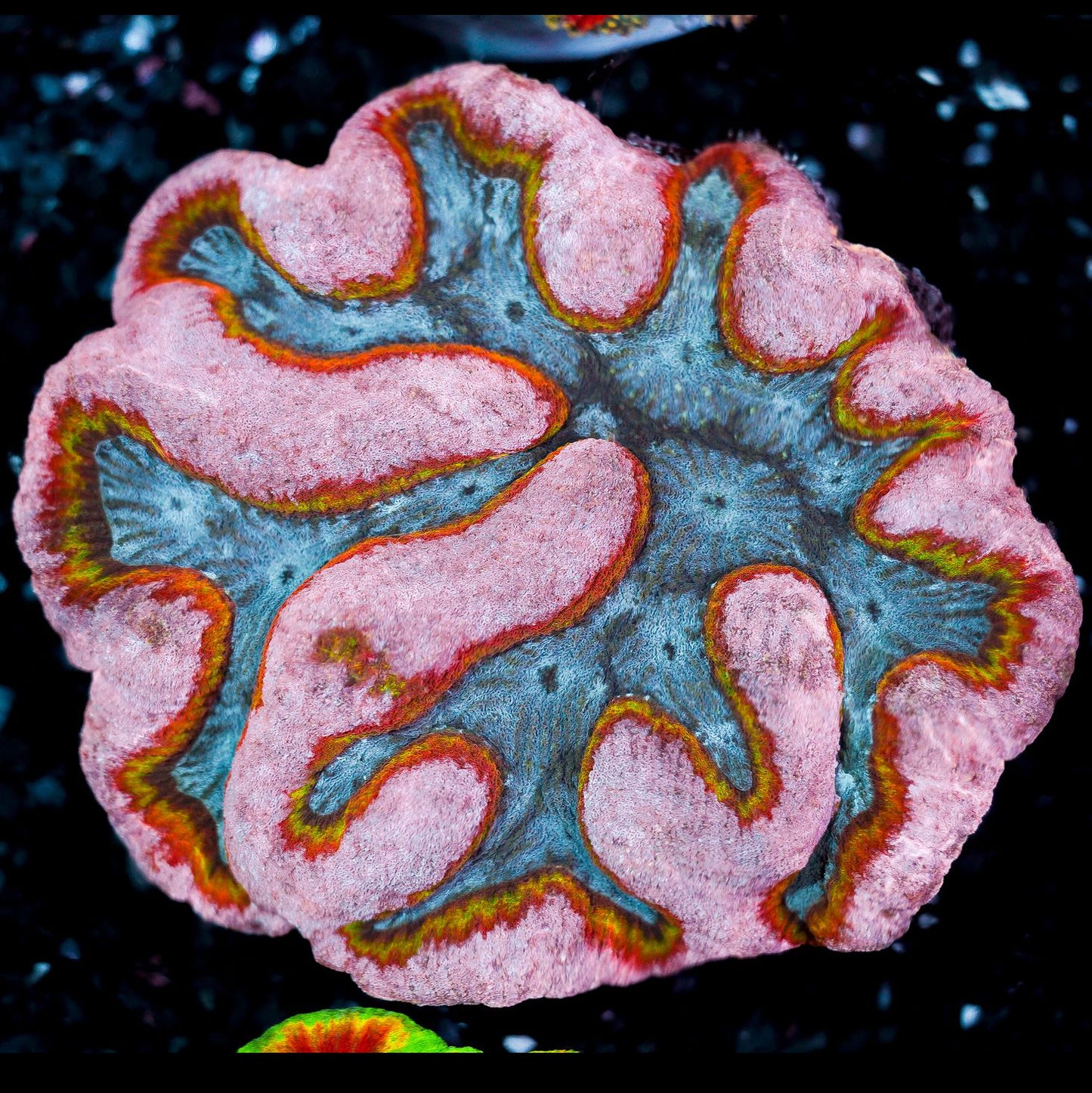 Rainbow Lobophyllia WYSIWYG 53