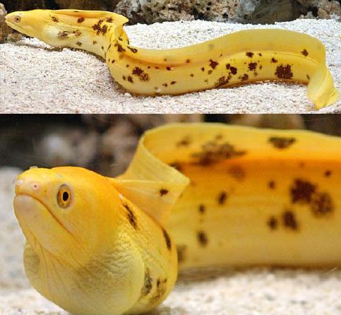 Golden Banana Moray Eel