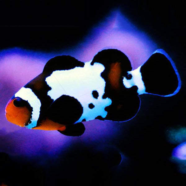 Blacker Ice Oscellaris Clownfish