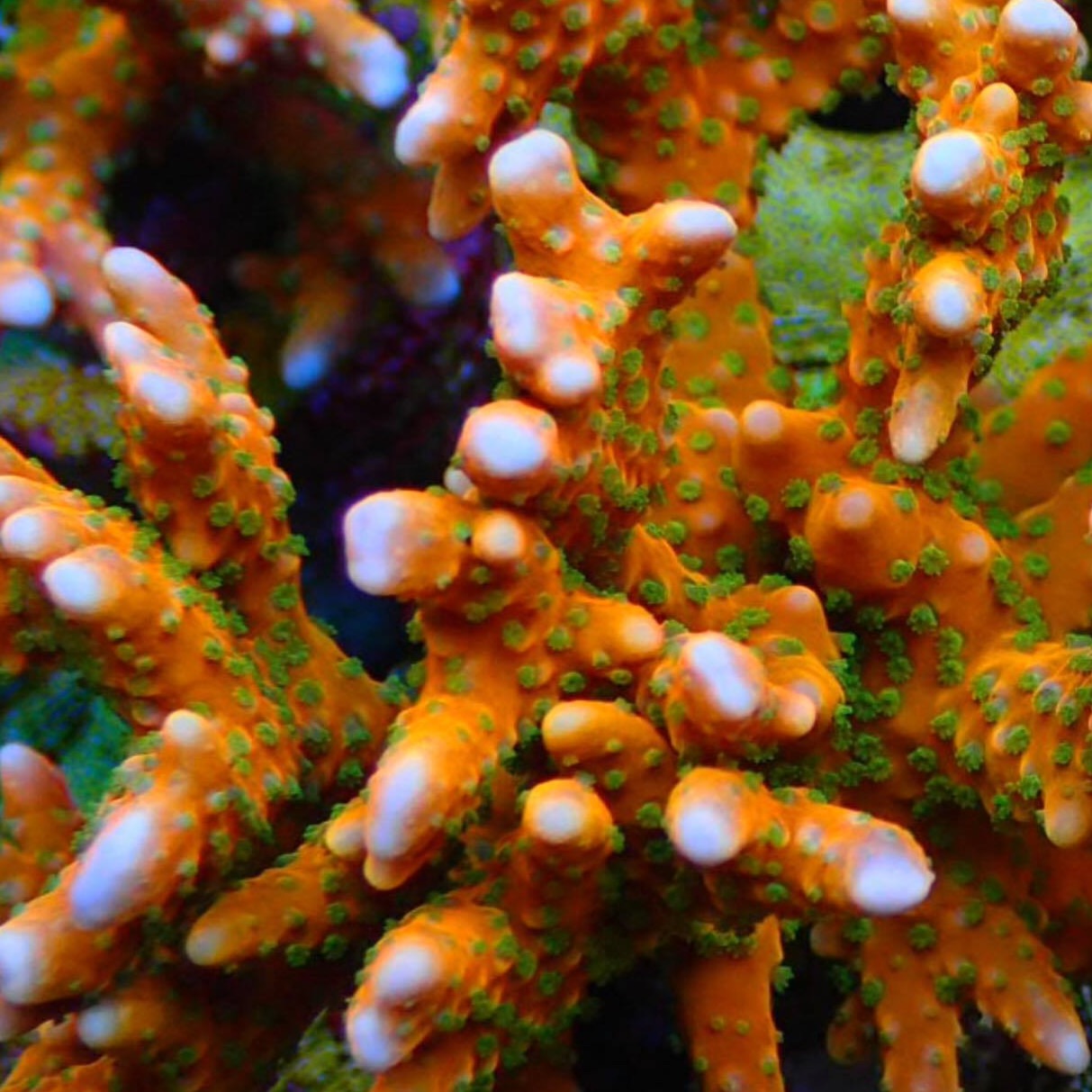 RR Tropicana Anacropora Sp. Frag A2