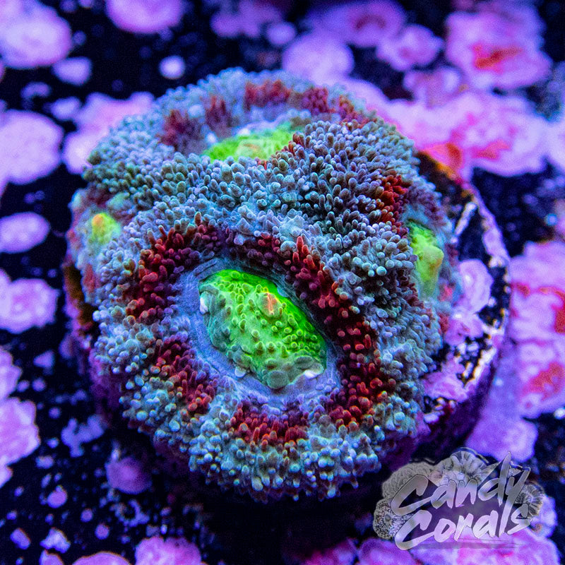 Superman Acan Micromussa