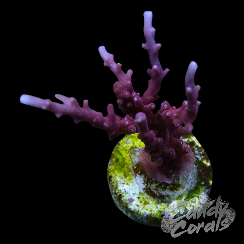 Red Dragon Acropora Carduus Frag A61