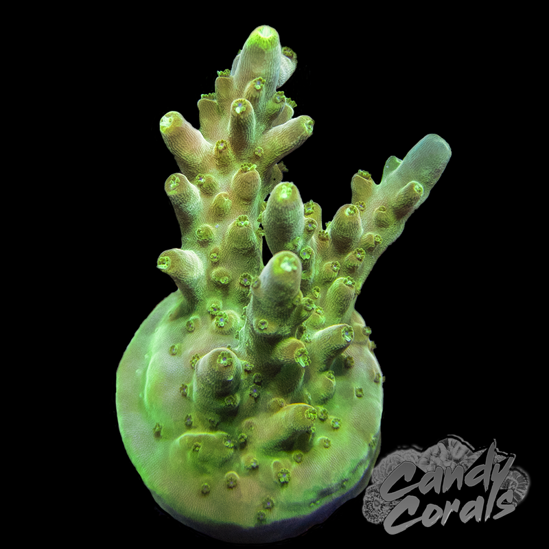 Golden Candle Acropora Sp. Frag A92