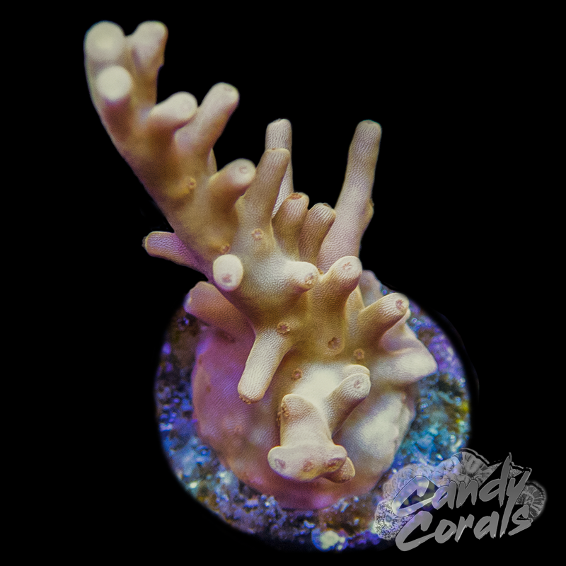 Gold Dragon Slayer Acropora Sp. Frag A60