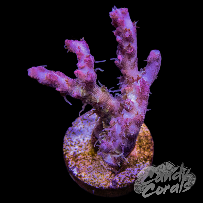 WWC Pinky the Bear Acropora Sp. Frag A69