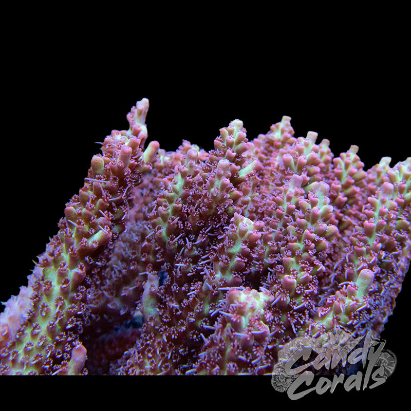 Acropora sp. (Pink Coral), Pink Coral (Acropora sp.) on the…
