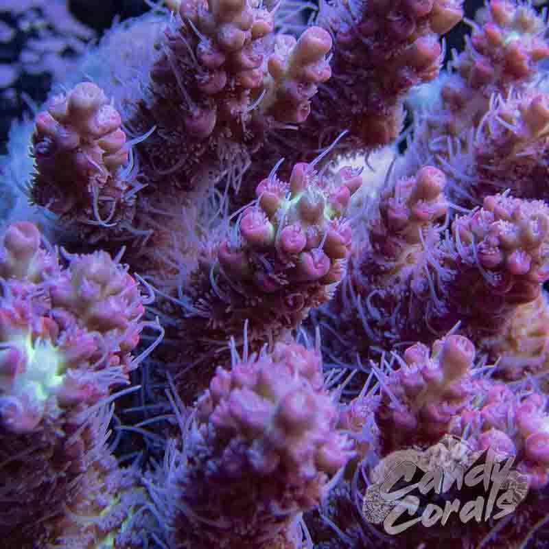 Strawberry Shortcake Acropora Sp. Frag A26