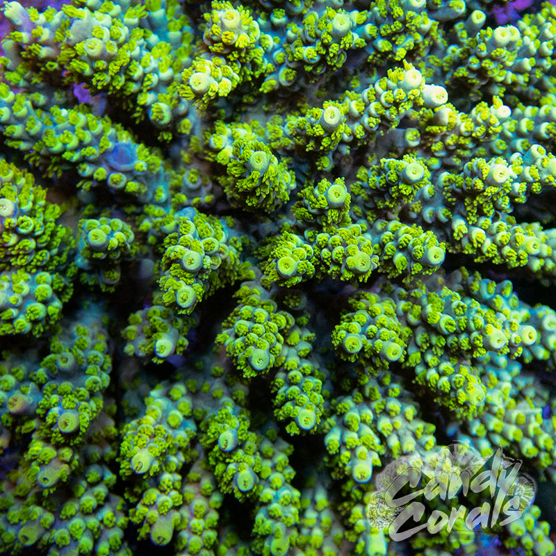 Acid Rain Acropora Sp. Frag A53