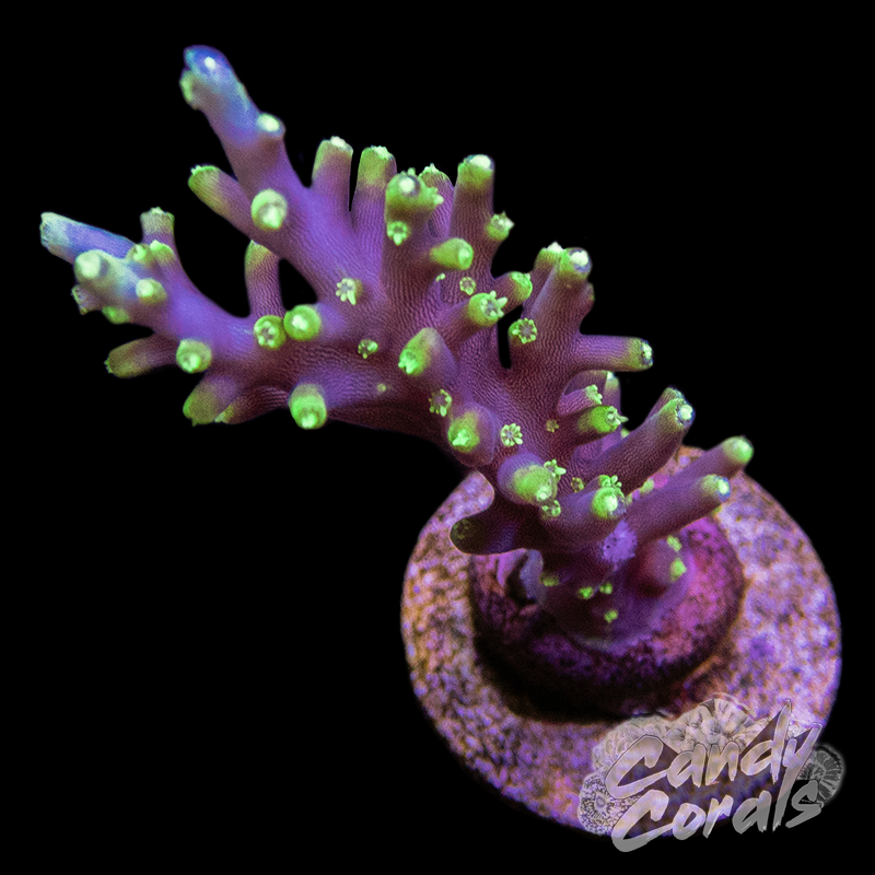 Pac Man Acropora Sp. Frag A51