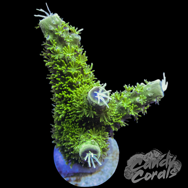 Bali Green Slimer Acropora Frags A97