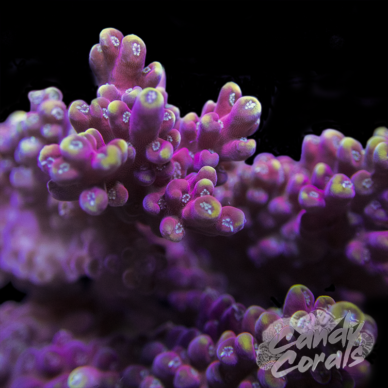 Cherry Pop Acropora Sp. Frag A73