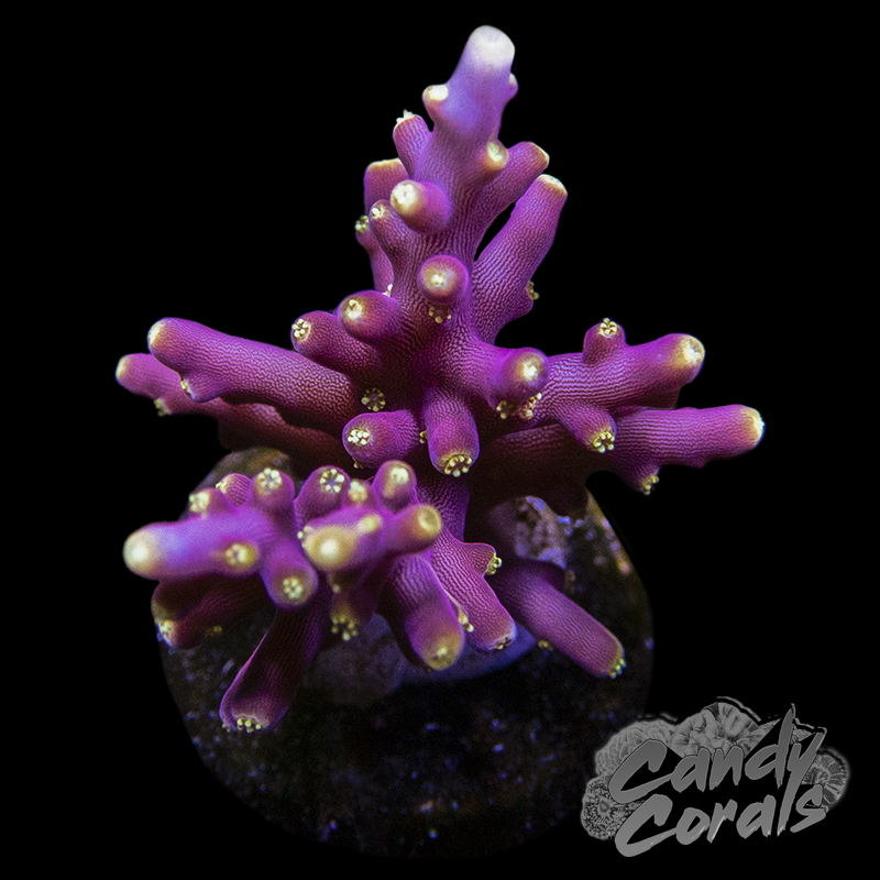 WWC Little Red Ferrari Acropora Sp. Frag A48 – Candy Corals WWC Little Red Ferrari Acropora Sp. Frag A48 – Candy Corals