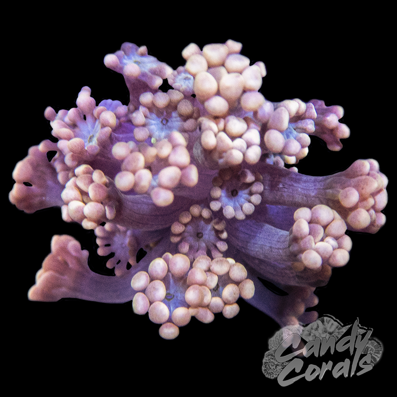 Ultra Pink Alveopora Frags – Candy Corals