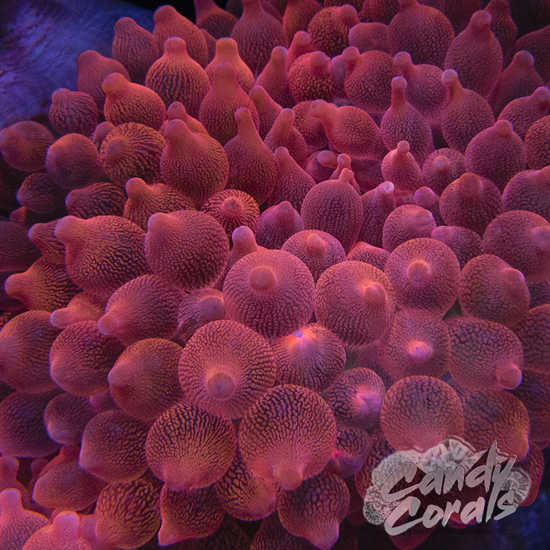 Ultra Pink Bubble Tip Anemone