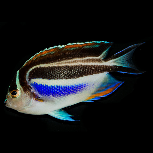 Female Bellus Angelfish