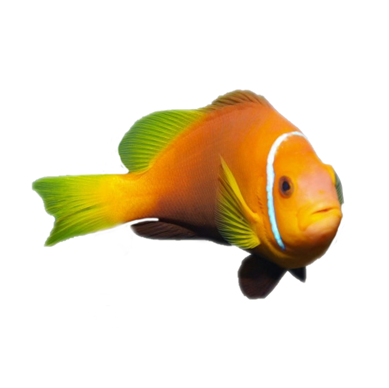 Wild Caught Maldives Anemone Fish/Blackfoot Anemone Fish