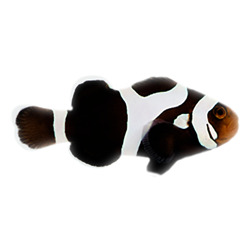Premium Black Gladiator Oscellaris Clownfish