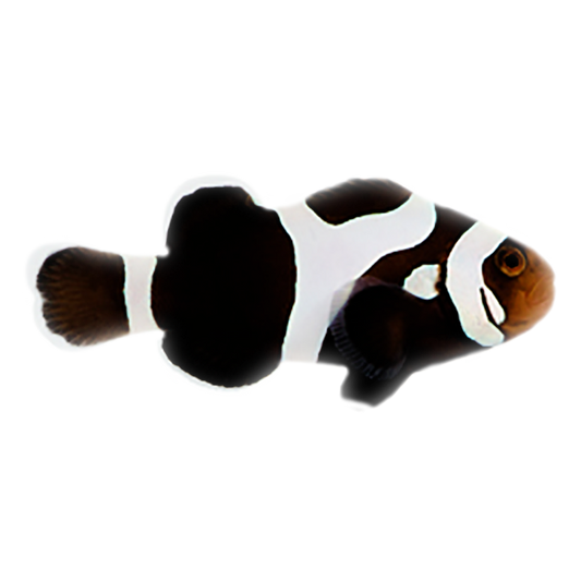 Premium Black Gladiator Oscellaris Clownfish