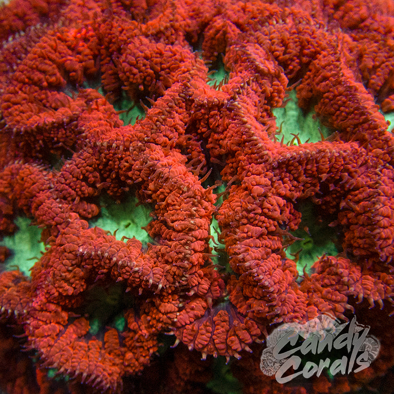 Red Blastomussa Per Polyp