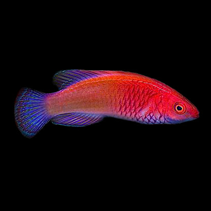 Rosy Scales Fairy Wrasse