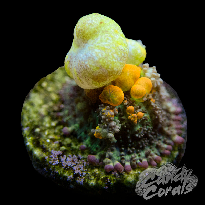 WWC OG Bounce Mushroom Per Polyp – Candy Corals