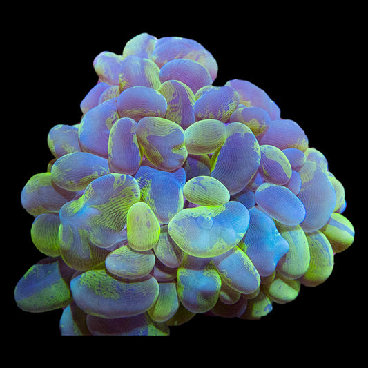 Bi-Colour Bubble Coral Colony
