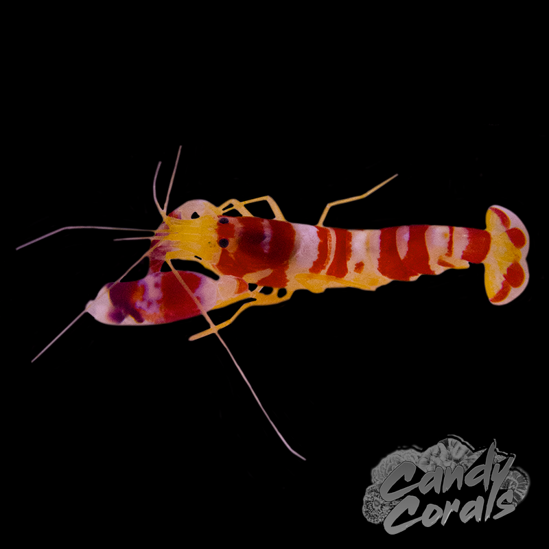 Candy Cane Pistol Shrimp