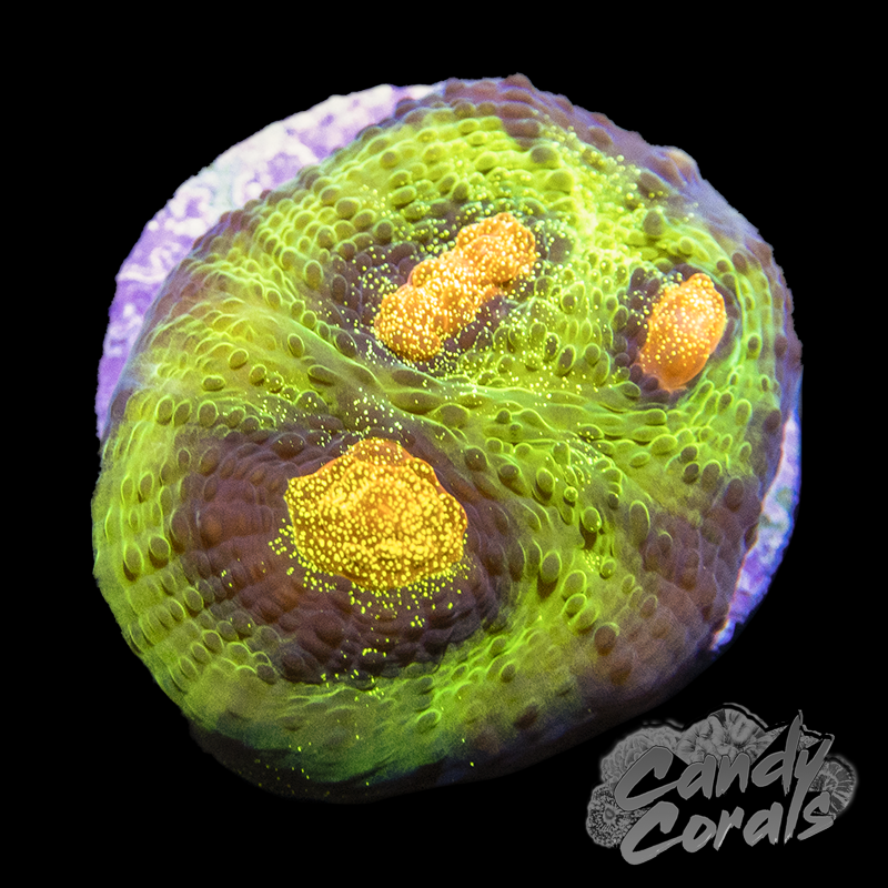 JF Raja Rampage Chalice Frag C5