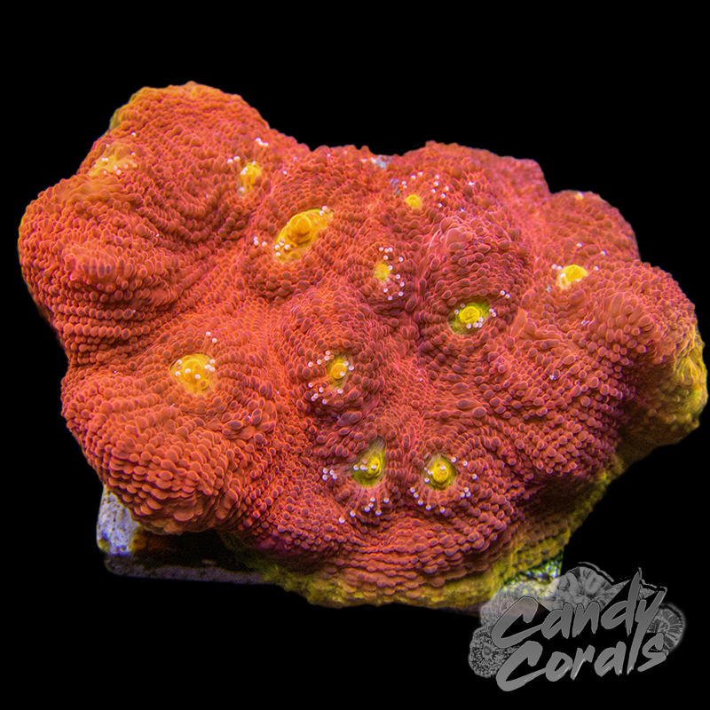 Rainbow Flame Thrower Chalice Colony WYSIWYG 2 – Candy Corals