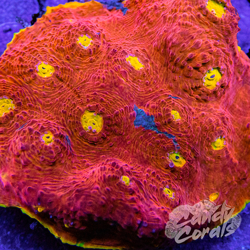 Rainbow Dynamite Chalice Frag C10