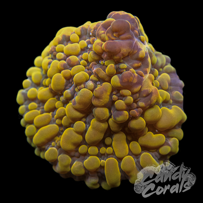 Cherry Corals OG Cloudberry Chalice Frag