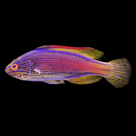 Male Lineatus Wrasse