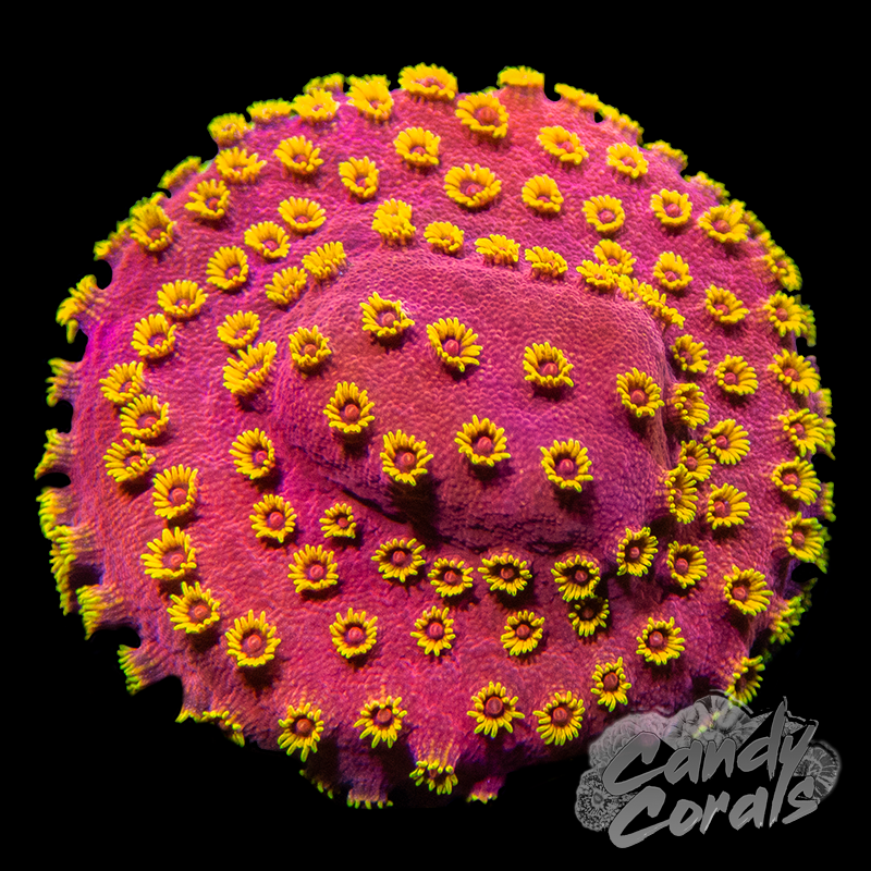 Firewalker Cyphastrea Frag