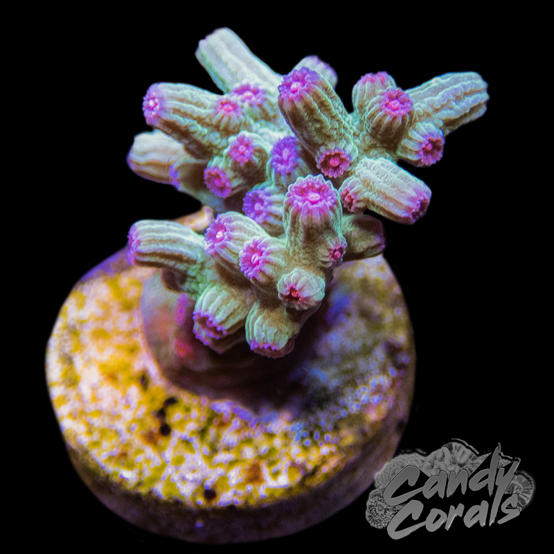 Pink/Green Branching Cyphastrea Frag A47