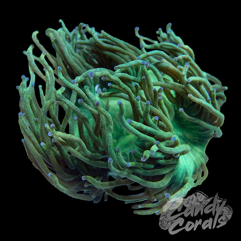 Coral Specimen -  Canada