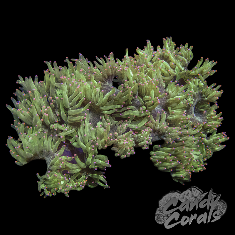 Small Pink Tipped Elegance Coral Colony