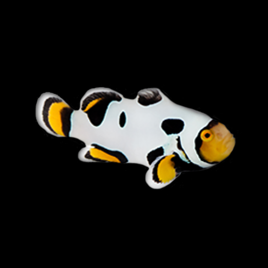 Extreme Onyx Picasso Percula Clownfish