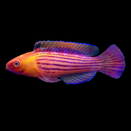 Earle's Fairy Wrasse